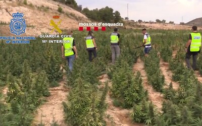 VIDEO: Takto vyzerá najväčšia plantáž marihuany, polícia v Španielsku sa chváli rekordným úlovkom