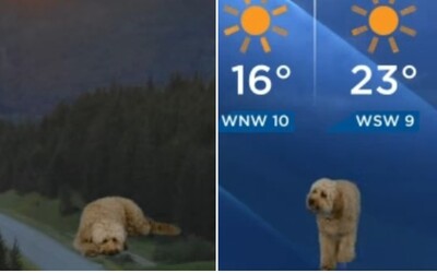 VIDEO: Televíznu predpoveď počasia prerušil meteorológov pes, ktorý vbehol do záberu. Video sa stalo virálnym