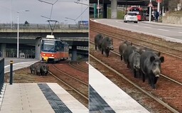 VIDEO: V Bratislave sa rodinka diviakov prechádzala po električkovej trati počas dňa. „Čakáme na nešťastie?“ pýta sa starostka