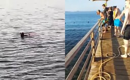 Žralok v Egyptě zaútočil na turistku, utrhl jí ruku i nohu. Žena v sanitce zemřela