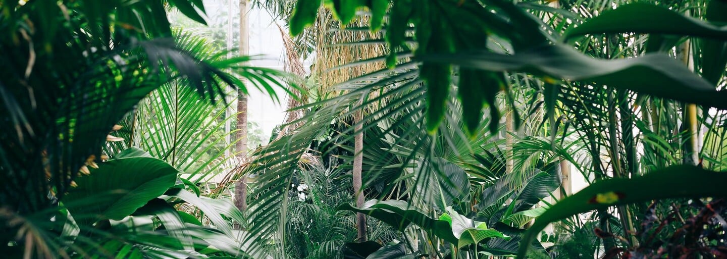 Vietnamský Tarzan zemřel. Prohrál boj s rakovinou jater