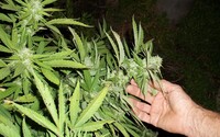Vláda Malty navrhuje beztresné přechovávání 7 gramů marihuany a pěstování rostlin pro vlastní potřebu