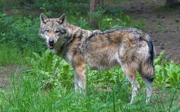 Vlčica prešla takmer 14 000 kilometrov, aby našla partnera svojho života. Jej dlhá púť sa skončila tragicky, zomrela