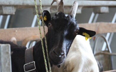 Vyzkoušeli jsme si den na ovčí farmě. Proč je dnes těžké sehnat mladé lidi na práci se zvířaty? Vyzkoušeli jsme si den na ovčí farmě. Proč je dnes těžké sehnat mladé lidi na práci se zvířaty?