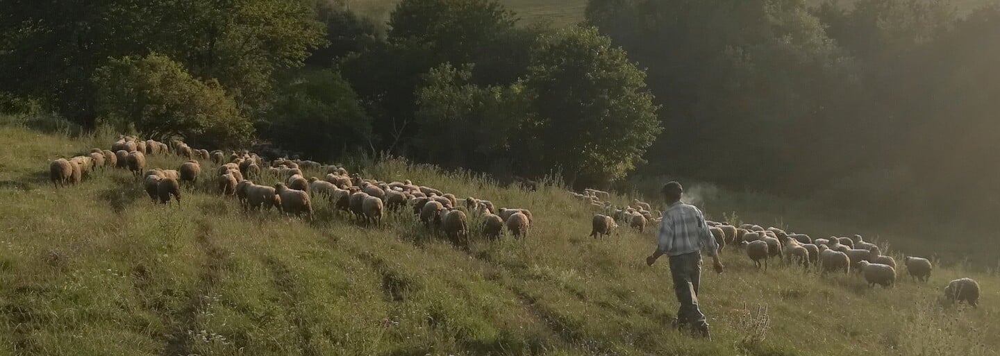Vyzkoušeli jsme si den na ovčí farmě. Proč je dnes těžké sehnat mladé lidi na práci se zvířaty?