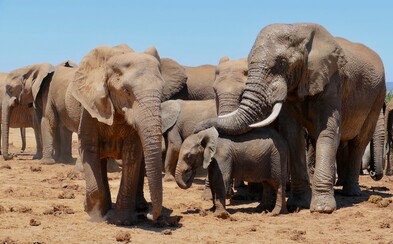 Vyvážanie slonov z Afriky bude skoro úplne zakázané, so slonmi v zoo sa tak môžeme pomaly lúčiť Vyvážanie slonov z Afriky bude skoro úplne zakázané, so slonmi v zoo sa tak môžeme pomaly lúčiť
