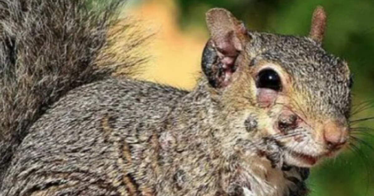 Walking Dead v realitě? Spojené státy a Kanadu zaplavují „zombie veverky“