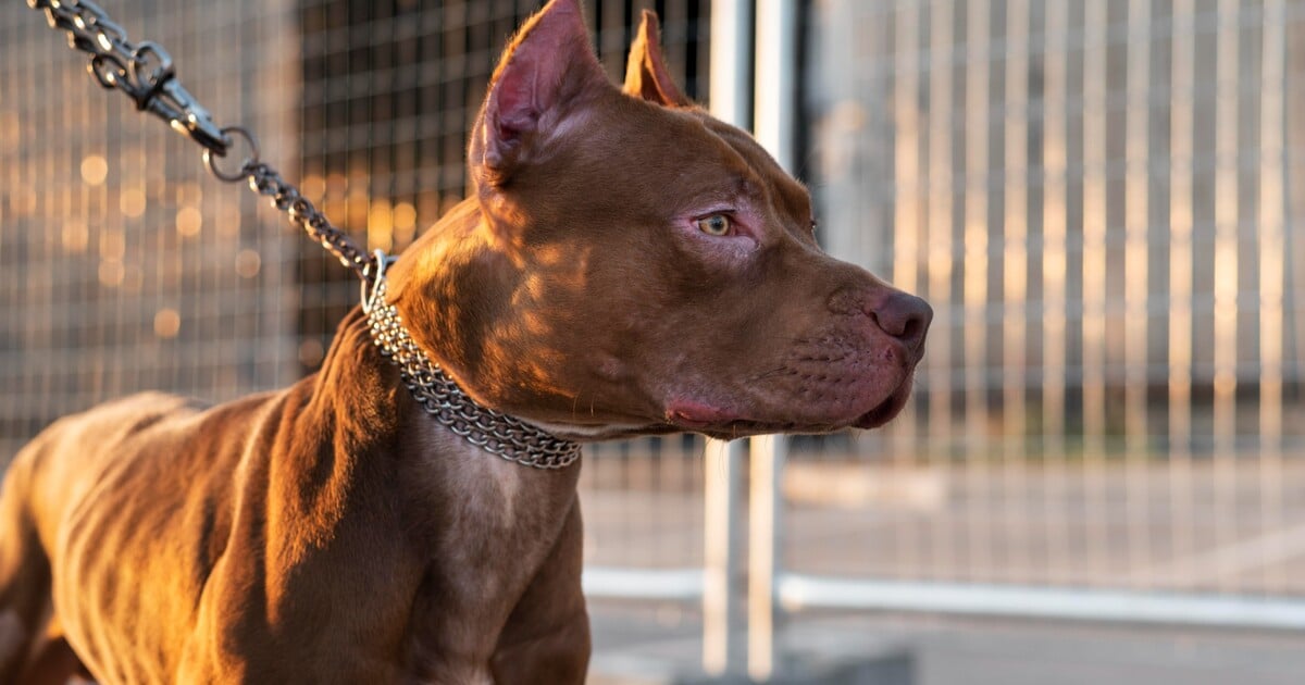 Konec uvazování psů. Od ledna za to hrozí až milionová pokuta