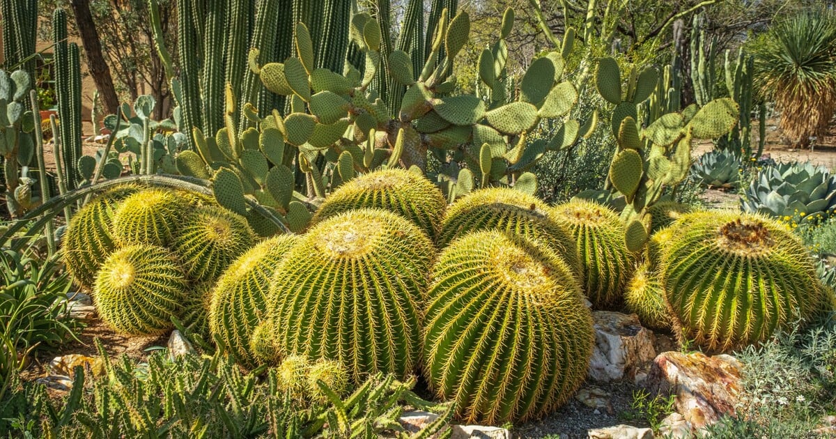 Češi pašovali z Brazílie chráněné rostliny. Země to označila za organizovaný zločin