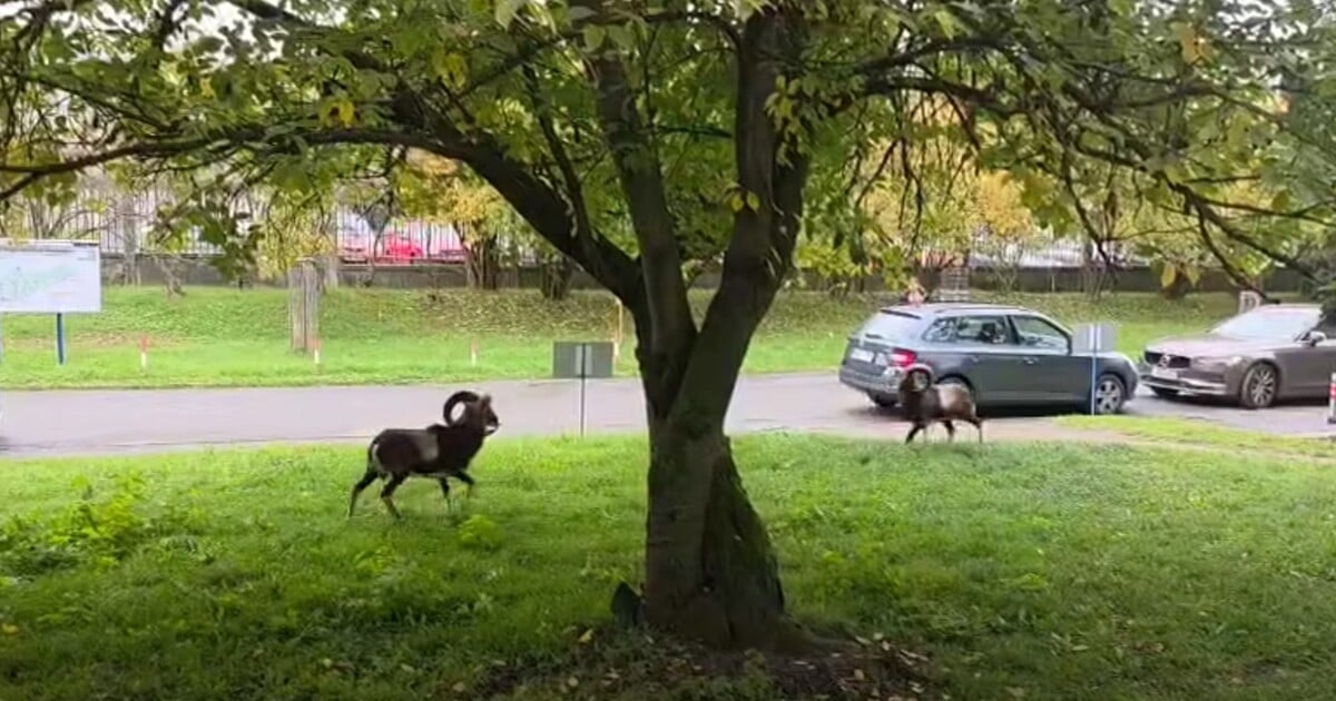 VIDEO: Virální záběry ukazují bitku muflonů před Thomayerovou nemocnicí