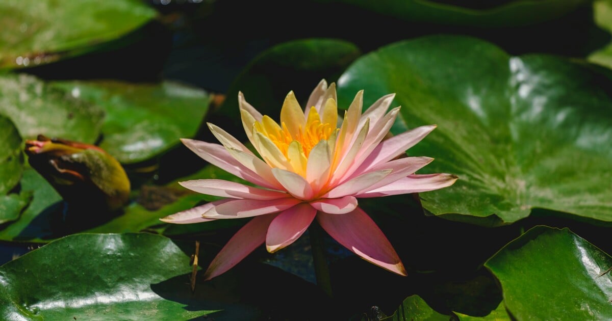 Česko slaví nový unikát. Vyrostl zde největší leknín na světě