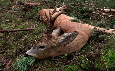 Z mrtvého jelena vytáhli 7 kilogramů odpadu. V žaludku zvířete byly plastové sáčky i spodní prádlo