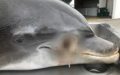 Za zastrelenie delfínov na Floride hrozí páchateľovi pokuta vo výške takmer 92 000 €