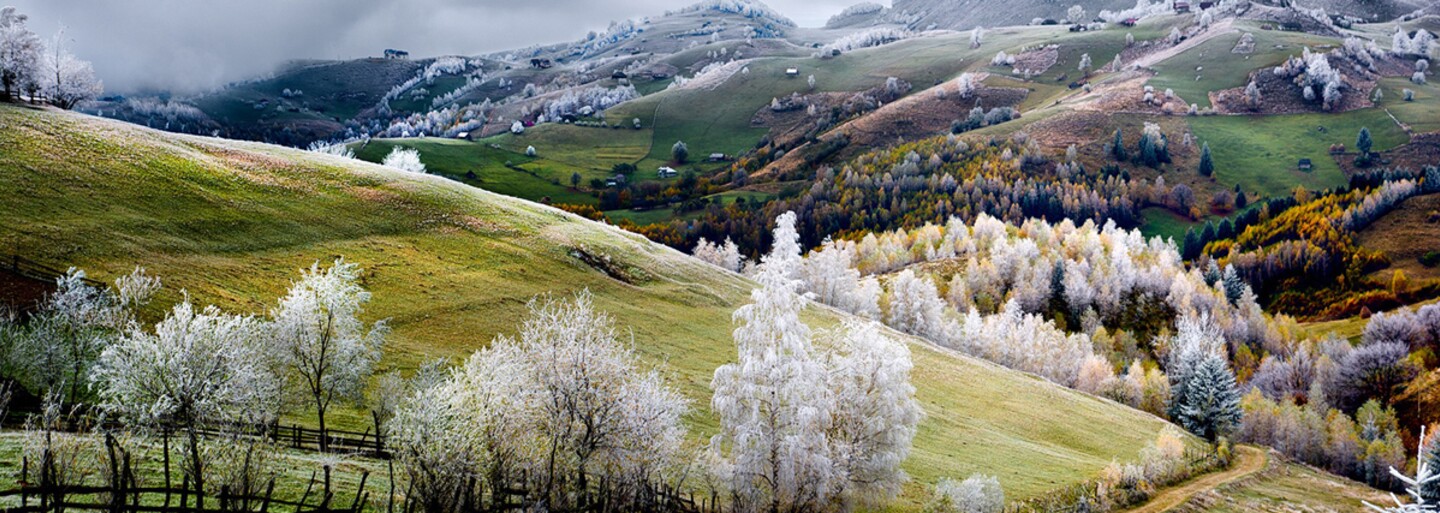 Záber veľryby s jej malými novorodencami sa stal najlepšou fotografiou podľa National Geographic