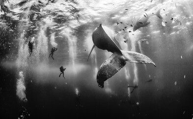 Záber veľryby s jej malými novorodencami sa stal najlepšou fotografiou podľa National Geographic Záber veľryby s jej malými novorodencami sa stal najlepšou fotografiou podľa National Geographic