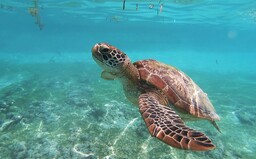 Zachráněné želví mládě vylučovalo šest dní pouze plast. Moře je znečištěné a želvy často jedí jen plasty, tvrdí veterinářka