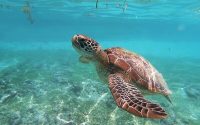 Zachráněné želví mládě vylučovalo šest dní pouze plast. Moře je znečištěné a želvy často jedí jen plasty, tvrdí veterinářka
