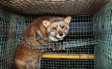 Zákaz provozování kožešinových farem v Česku byl konečně po měsících diskuzí schválen Zákaz provozování kožešinových farem v Česku byl konečně po měsících diskuzí schválen