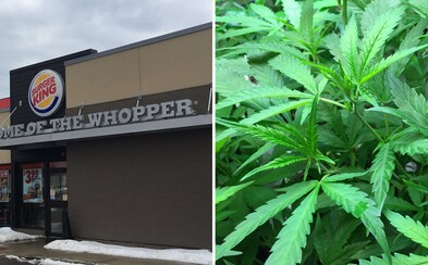 Zákazníkům prodávali marihuanu díky frázi „extra křupavé hranolky“. Pracovníky Burger Kingu a jejich vychytaný systém odhalili policisté Zákazníkům prodávali marihuanu díky frázi „extra křupavé hranolky“. Pracovníky Burger Kingu a jejich vychytaný systém odhalili policisté