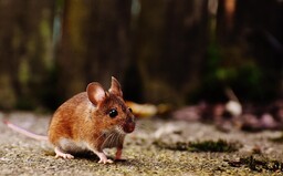 Ze samčích buněk se narodily zdravé myši, může se jednat o budoucnost lidského rozmnožování