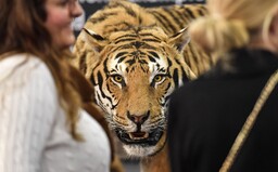 Žena na Pardubicku si i přes zákaz chtěla pohladit tygra. Ten jí ukousl ruku