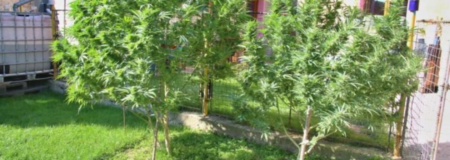 Žena na Prostějovsku údajně pěstovala konopí a vyráběla z něj mast. Hrozí jí až 5 let za mřížemi