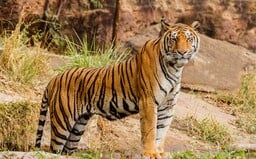 Žena v Indii holýma rukama chránila dítě před útokem tygra