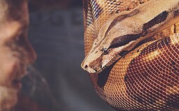 Ženu, ktorá bývala v byte so 140 hadmi, našli mŕtvu. Okolo krku mala obtočeného dvojmetrového pytóna, ktorý ju uškrtil