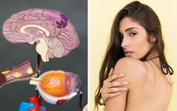 Ženy, které mají více sexu, mají lépe vyvinutý mozek, tvrdí nová studie 