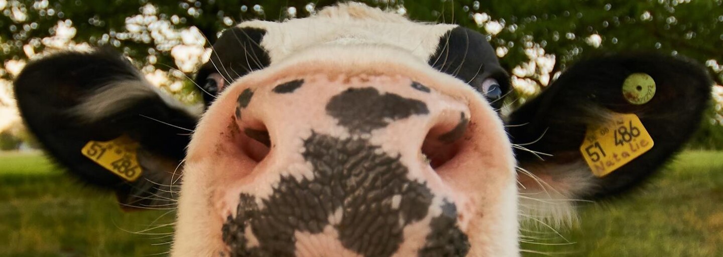 Zhulené krávy? Dojnice krmené i technickým konopím produkují mléko s THC, uvádí studie