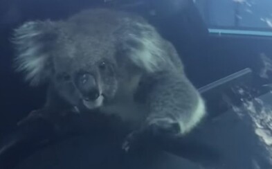 Zmätená koala na diaľnici spôsobila hromadnú nehodu. Za volantom sa jej páčilo, keď ju viezli do bezpečia Zmätená koala na diaľnici spôsobila hromadnú nehodu. Za volantom sa jej páčilo, keď ju viezli do bezpečia