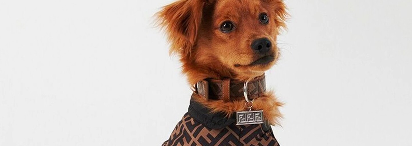 Značka Fendi predstavuje luxusnú cestovnú kolekciu pre domácich miláčikov. Kožený obojok môže byť tvoj za 220 eur