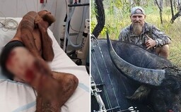 Umírající buvol neodešel bez boje. Lovci rozrazil nohu svými rohy předtím, než se mu ho podařilo zastřelit