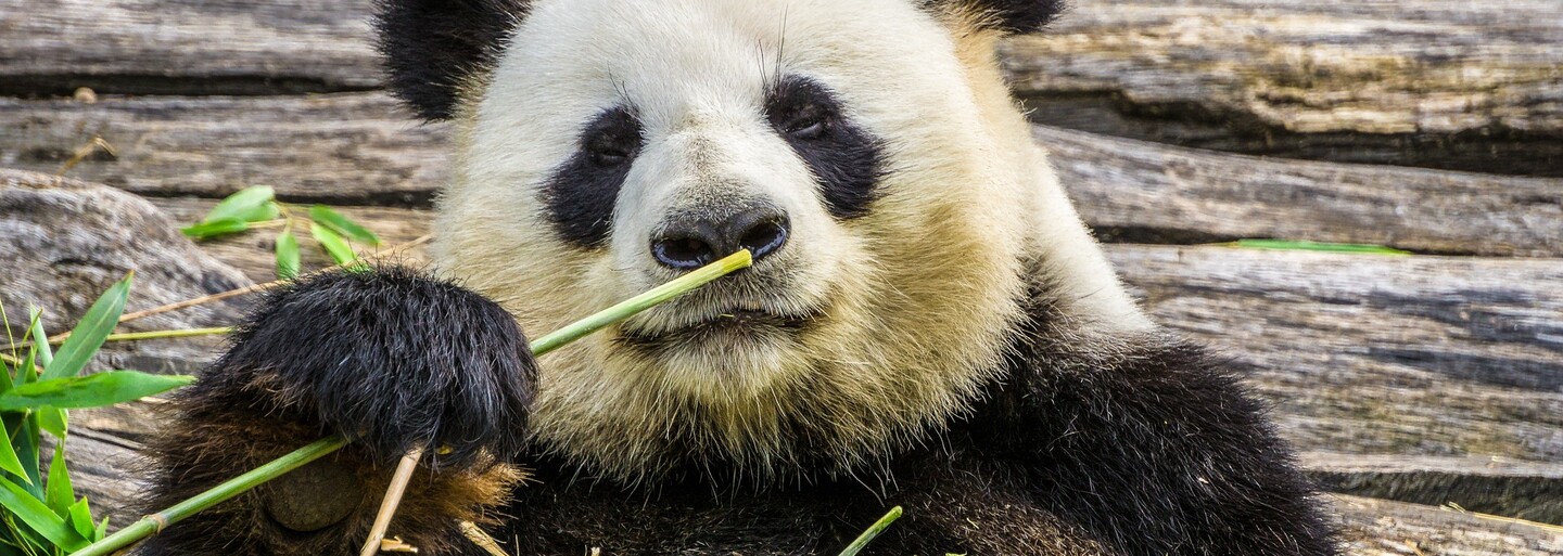 Zomrela panda Tchuan Tchuan, ktorú darovala Čína Taiwanu. Panda symbolizovala dobré vzťahy medzi oboma krajinami