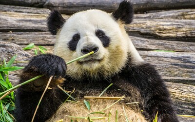 Zomrela panda Tchuan Tchuan, ktorú darovala Čína Taiwanu. Panda symbolizovala dobré vzťahy medzi oboma krajinami