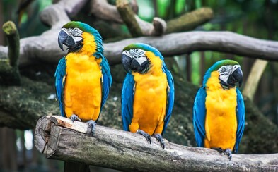 Zoo musela odstrániť z expozície piatich papagájov. Boli príliš vulgárni Zoo musela odstrániť z expozície piatich papagájov. Boli príliš vulgárni