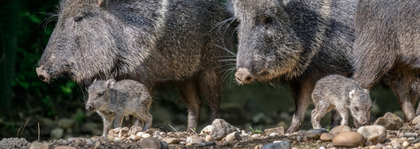 Zoo Praha slaví narození dvou selátek vzácného prehistorického pekari Wagnerova
