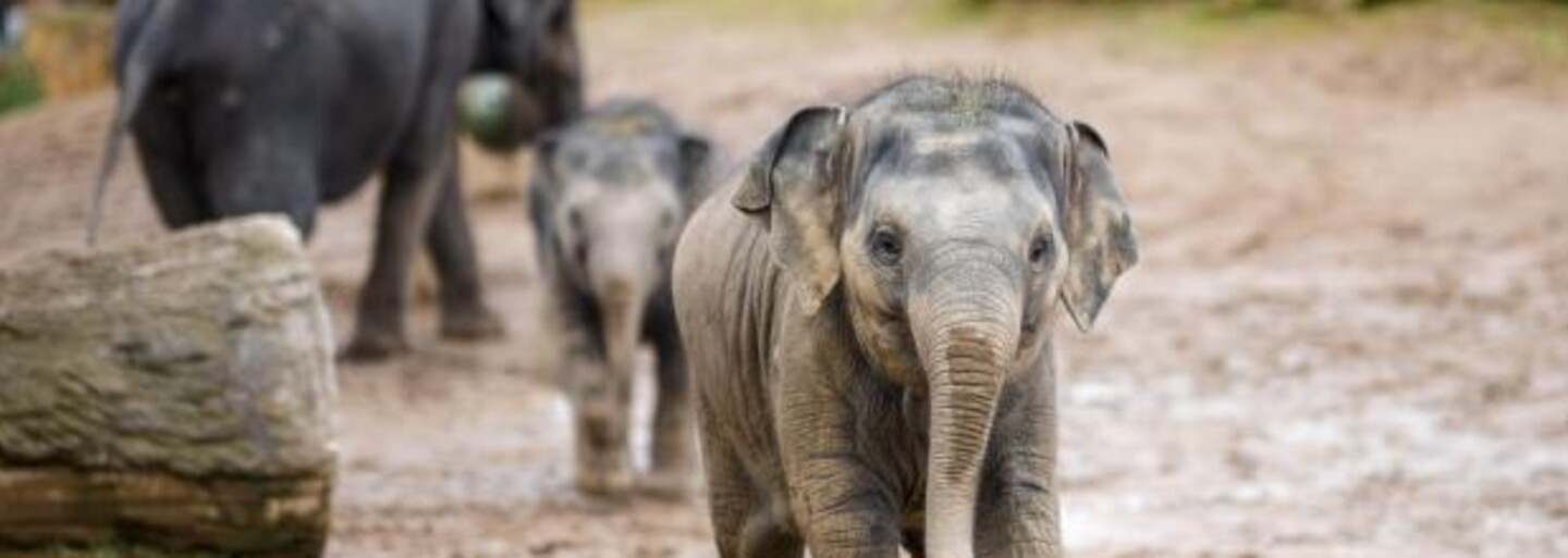 Zoo Praha smutní. Slůňátko Amalee zemřelo na sloní herpes