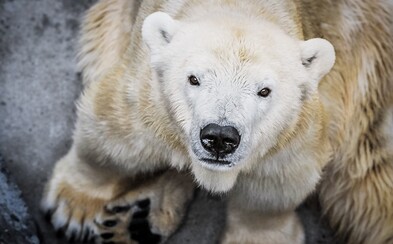 Zoo Praha utratila lední medvědici Boru, byla ochrnutá na pravou polovinu těla Zoo Praha utratila lední medvědici Boru, byla ochrnutá na pravou polovinu těla