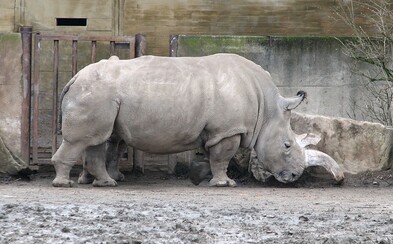 Zoo ve Dvoře Králové bude jako jediná v Evropě využívat k prohlídkám safari ekologické elektromobily Zoo ve Dvoře Králové bude jako jediná v Evropě využívat k prohlídkám safari ekologické elektromobily