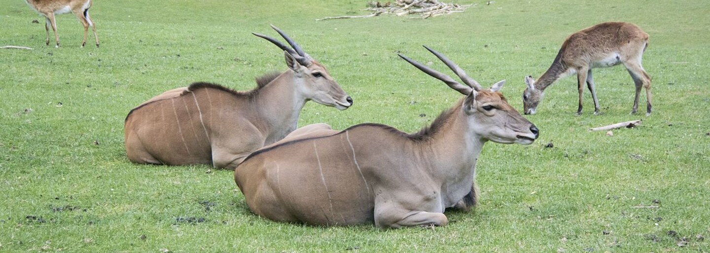 Zoo ve Dvoře Králové bude jako jediná v Evropě využívat k prohlídkám safari ekologické elektromobily