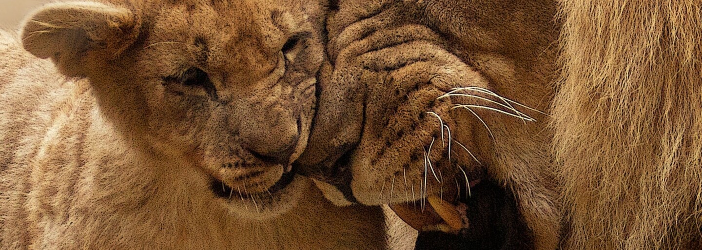 Zoo vo Švédsku zabila už 9 levíčat, pretože nezapadli do svorky. Vraj má ísť o štandardnú procedúru, ak levy nevedia integrovať