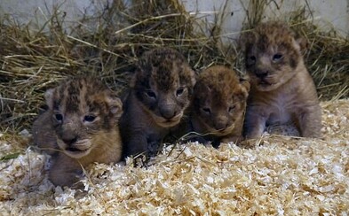 Zoo ve Švédsku zabila už 9 lvíčat, protože nezapadla do smečky. Prý má jít o standardní proceduru, pokud lvy nedokáží integrovat Zoo ve Švédsku zabila už 9 lvíčat, protože nezapadla do smečky. Prý má jít o standardní proceduru, pokud lvy nedokáží integrovat