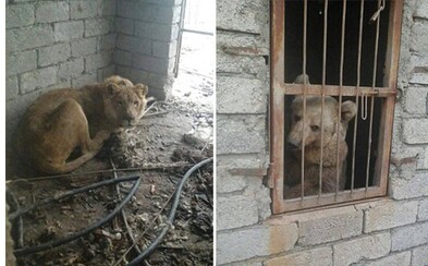 Zoologická záhrada v irackom Mosule, kde zvieratá umierajú hladom. Na vojnu doplácajú tie najnevinnejšie stvorenia na Zemi Zoologická záhrada v irackom Mosule, kde zvieratá umierajú hladom. Na vojnu doplácajú tie najnevinnejšie stvorenia na Zemi