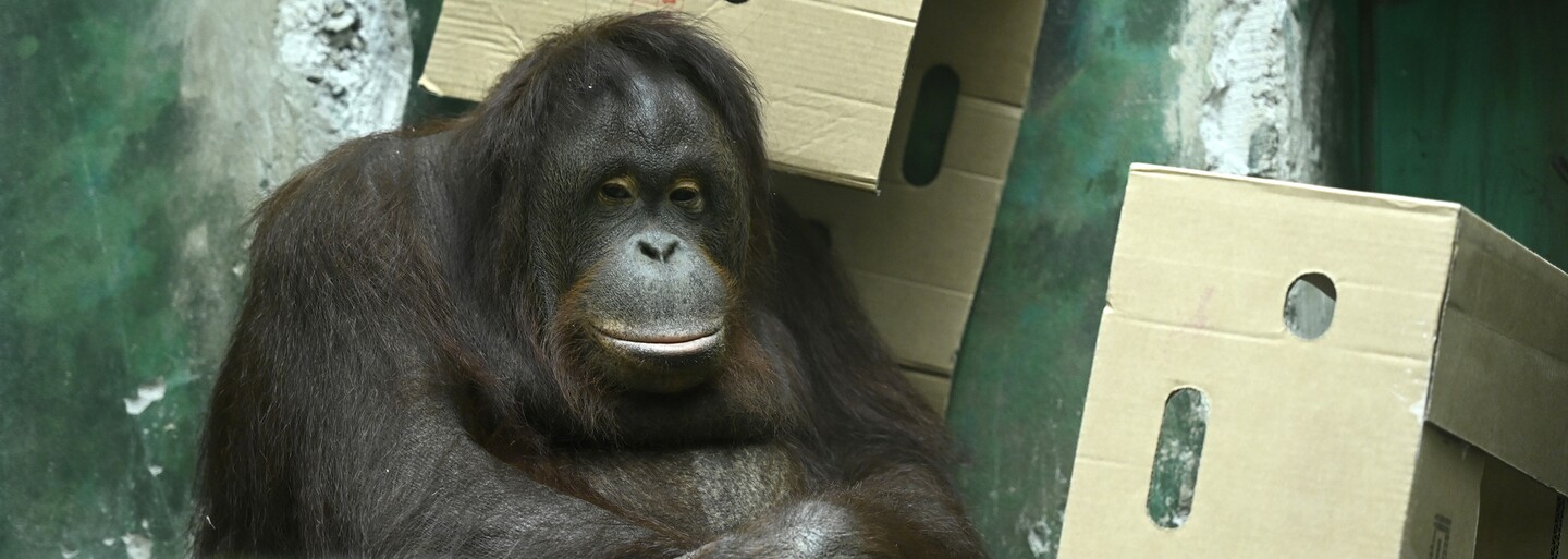 Zoologické zahrady od státu dostanou 80 milionů na krmení pro zvířata