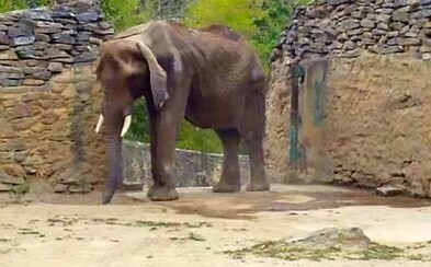 Zúbožená a vyhladovaná slonica vo venezuelskej zoologickej záhrade, ktorú nemajú ako kŕmiť. Krajina sa zmieta v ekonomickej kríze Zúbožená a vyhladovaná slonica vo venezuelskej zoologickej záhrade, ktorú nemajú ako kŕmiť. Krajina sa zmieta v ekonomickej kríze
