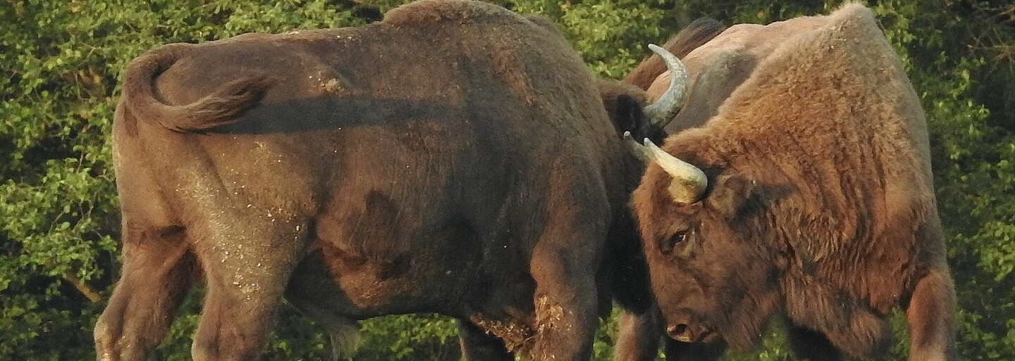 Zubrom sa v Poloninách darí, stretnúť ich môžete aj počas dňa. Napriek zákazu sa na nich v národnom parku aj poľuje