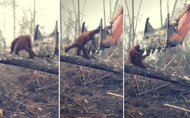 Zúfalý orangutan sa snažil zastaviť buldozér vlastným telom. Stroj mu drzo začal ničiť bydlisko, kde strávil roky Zúfalý orangutan sa snažil zastaviť buldozér vlastným telom. Stroj mu drzo začal ničiť bydlisko, kde strávil roky