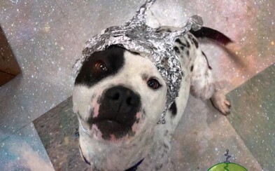 Útulek prosí lidi, aby se vykašlali na Area 51 a šli radši pro smutné zvířátko než mimozemšťana Útulek prosí lidi, aby se vykašlali na Area 51 a šli radši pro smutné zvířátko než mimozemšťana