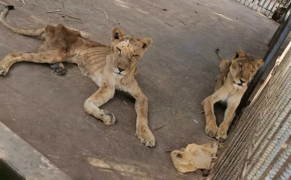 Zvieratá v sudánskej zoo trpia hladom. Niektoré stratili dve tretiny svojej váhy